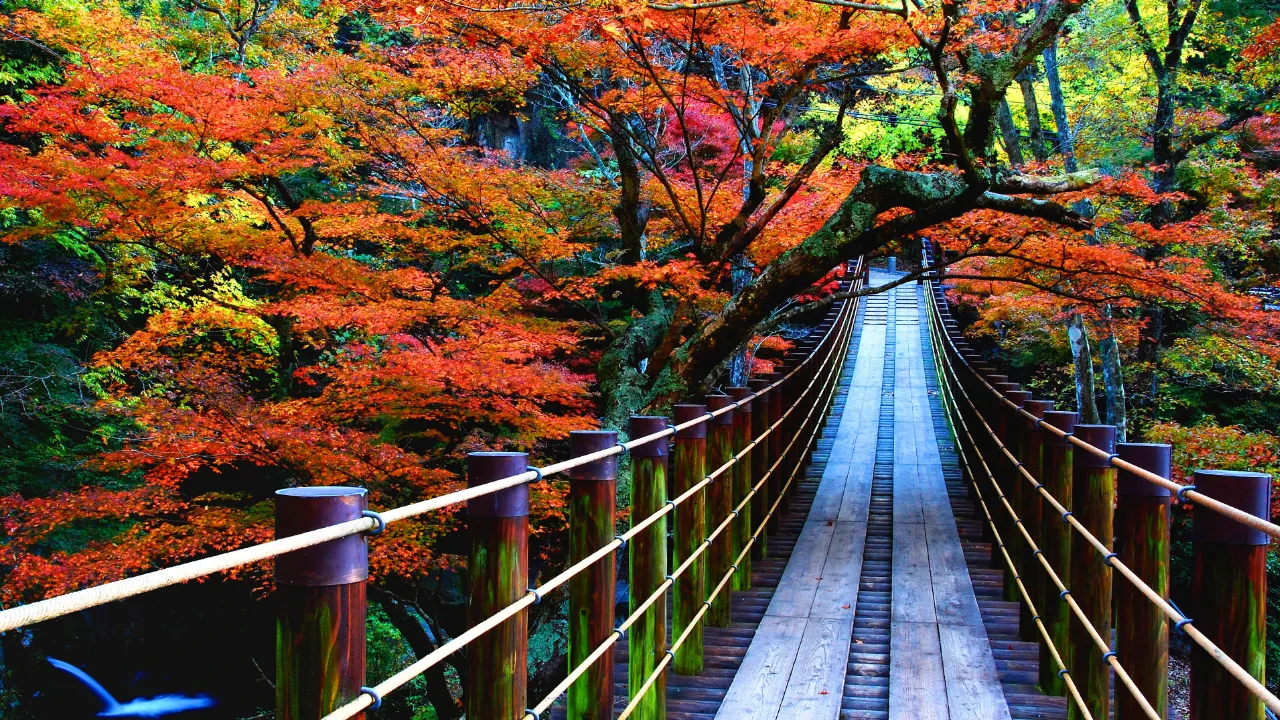 秋色に染まる景色へ。ふたりで巡る紅葉デート。