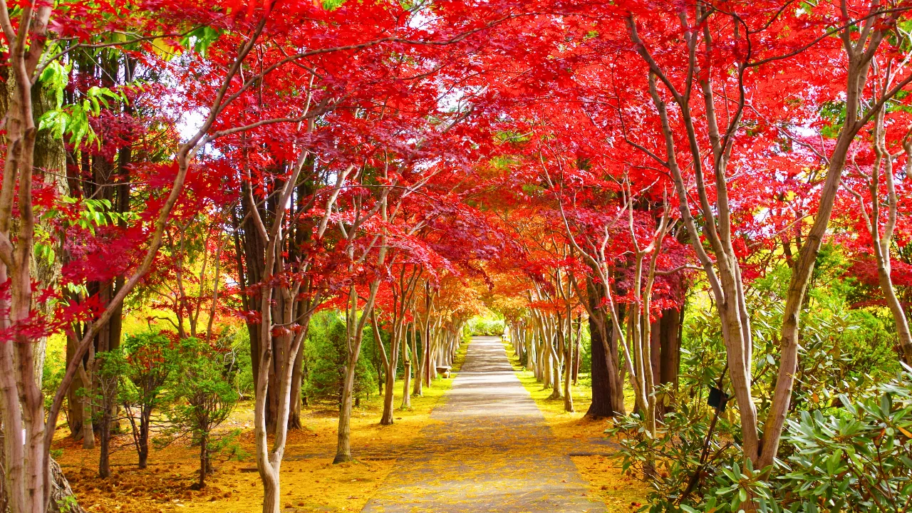 秋色に染まる景色へ。ふたりで巡る紅葉デート。