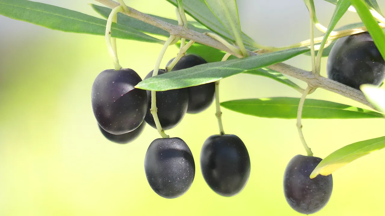 食生活を見直したいと思ったら。いつもの油から変えてみませんか？